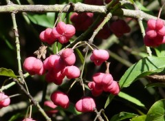  Nature fleurs du fusain 