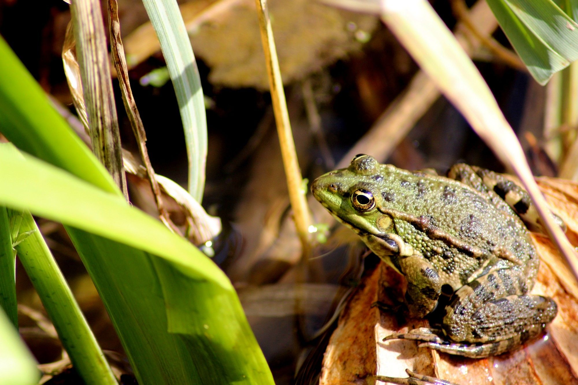 Wallpapers Animals Frogs - Toads 