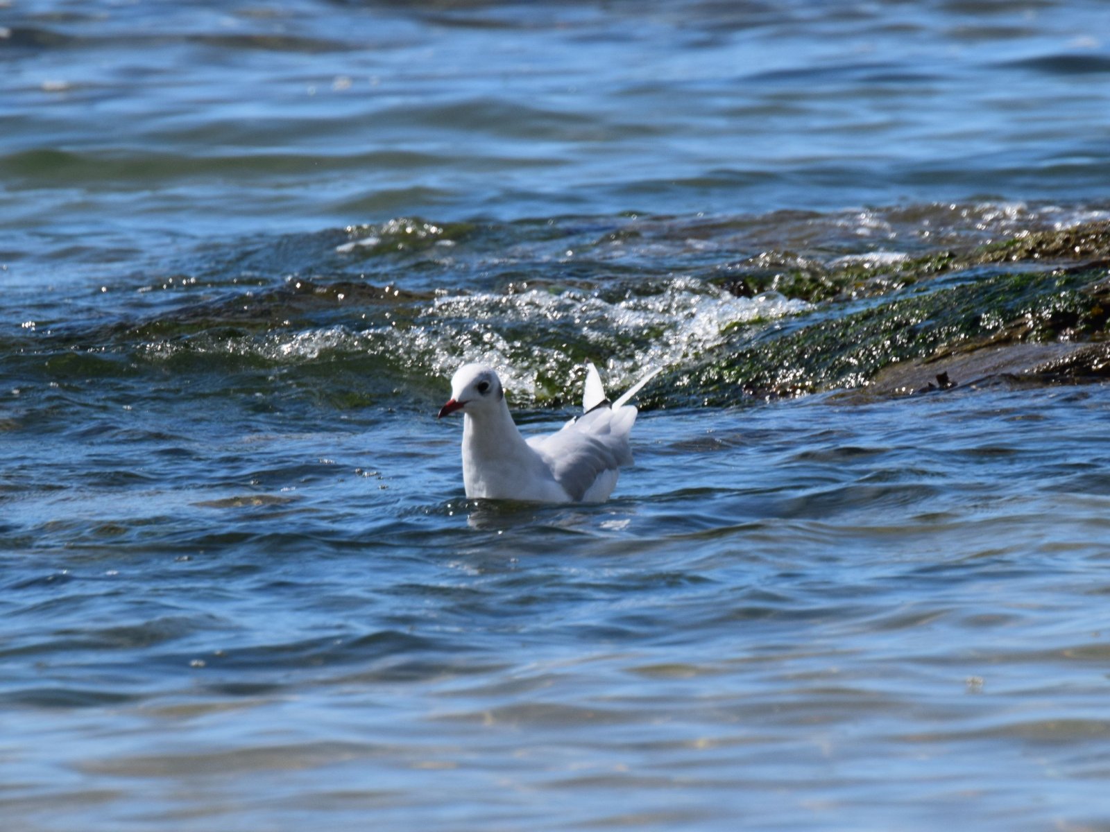 Wallpapers Animals Birds - Gulls 