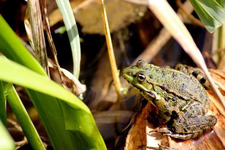 Wallpapers Animals Frogs - Toads Wallpaper N399452