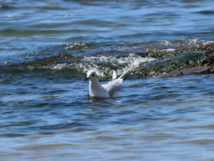 Wallpapers Animals Birds - Gulls Wallpaper N399483