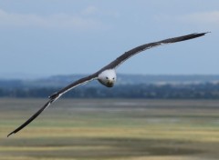  Animaux Image sans titre N399484