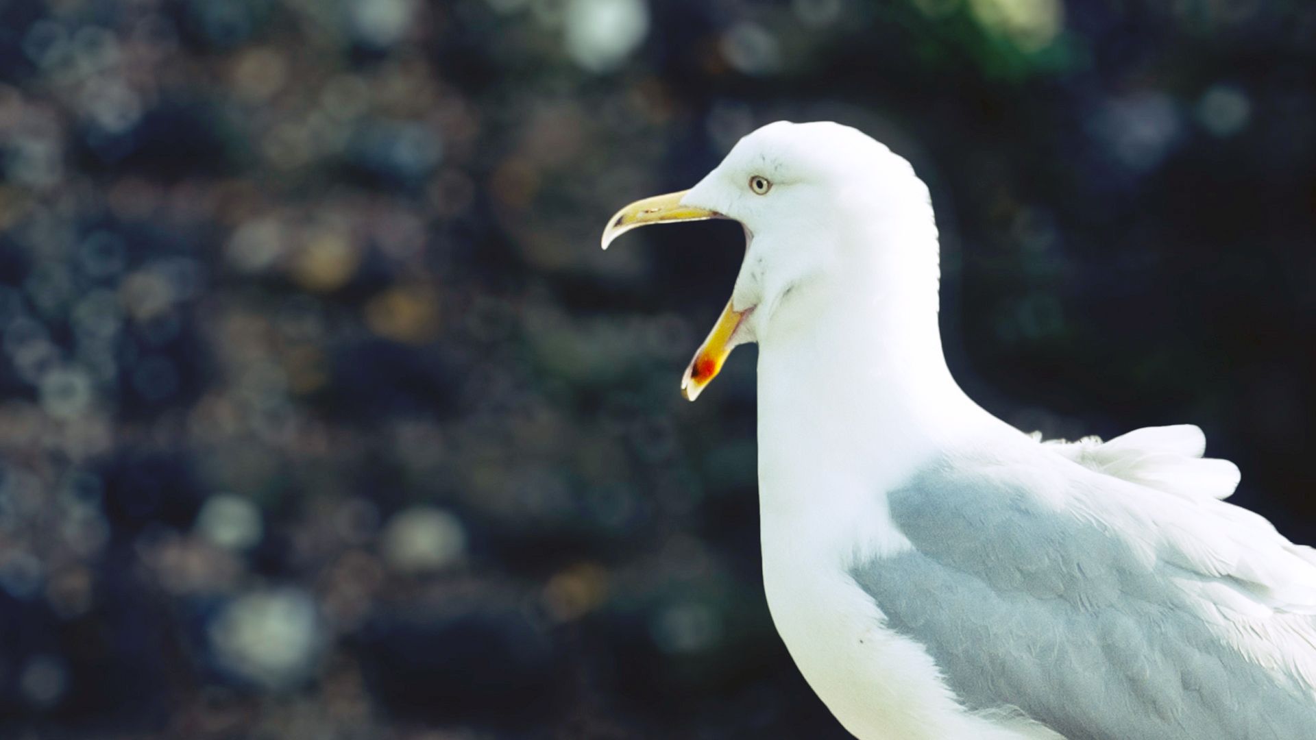 Fonds d'cran Animaux Oiseaux - Mouettes et Goélands Seagull