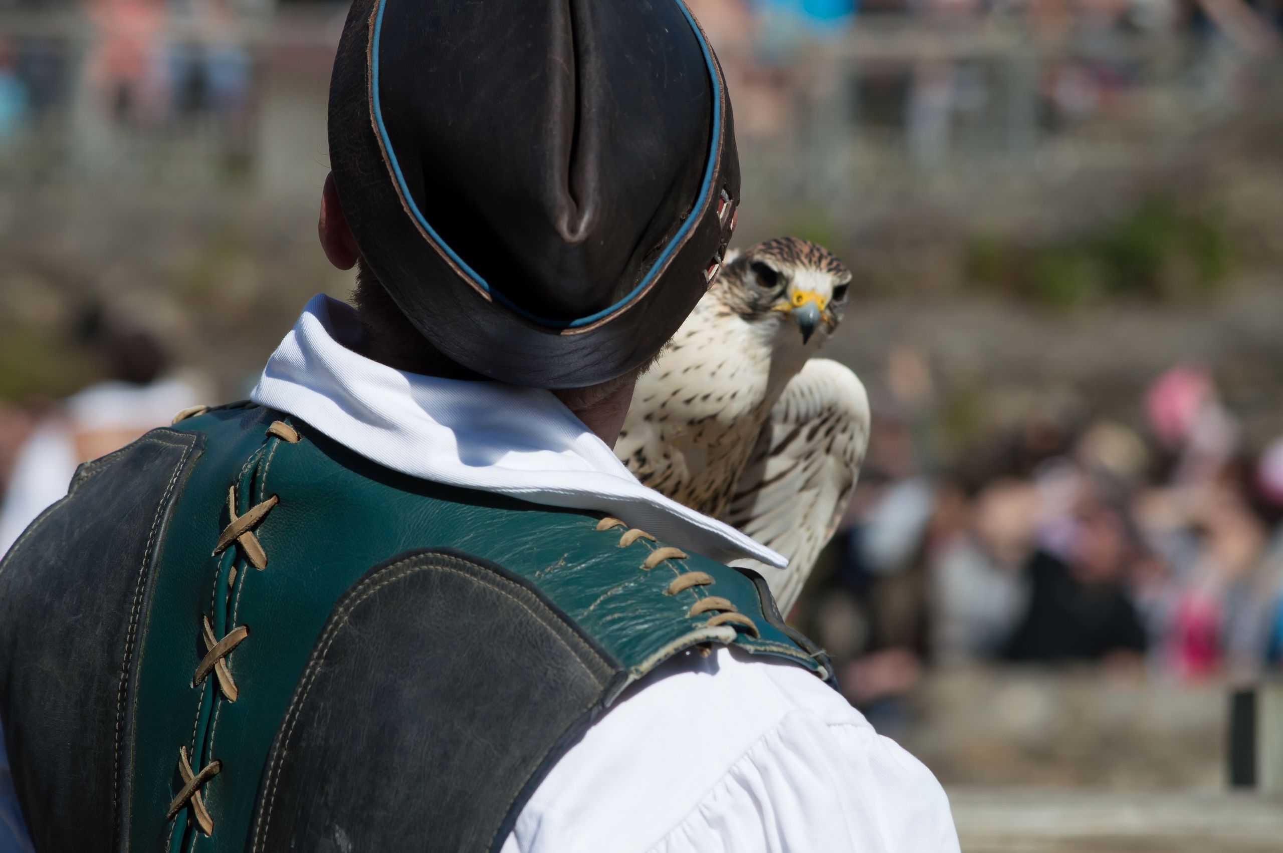 Fonds d'cran Animaux Oiseaux - Rapaces divers 