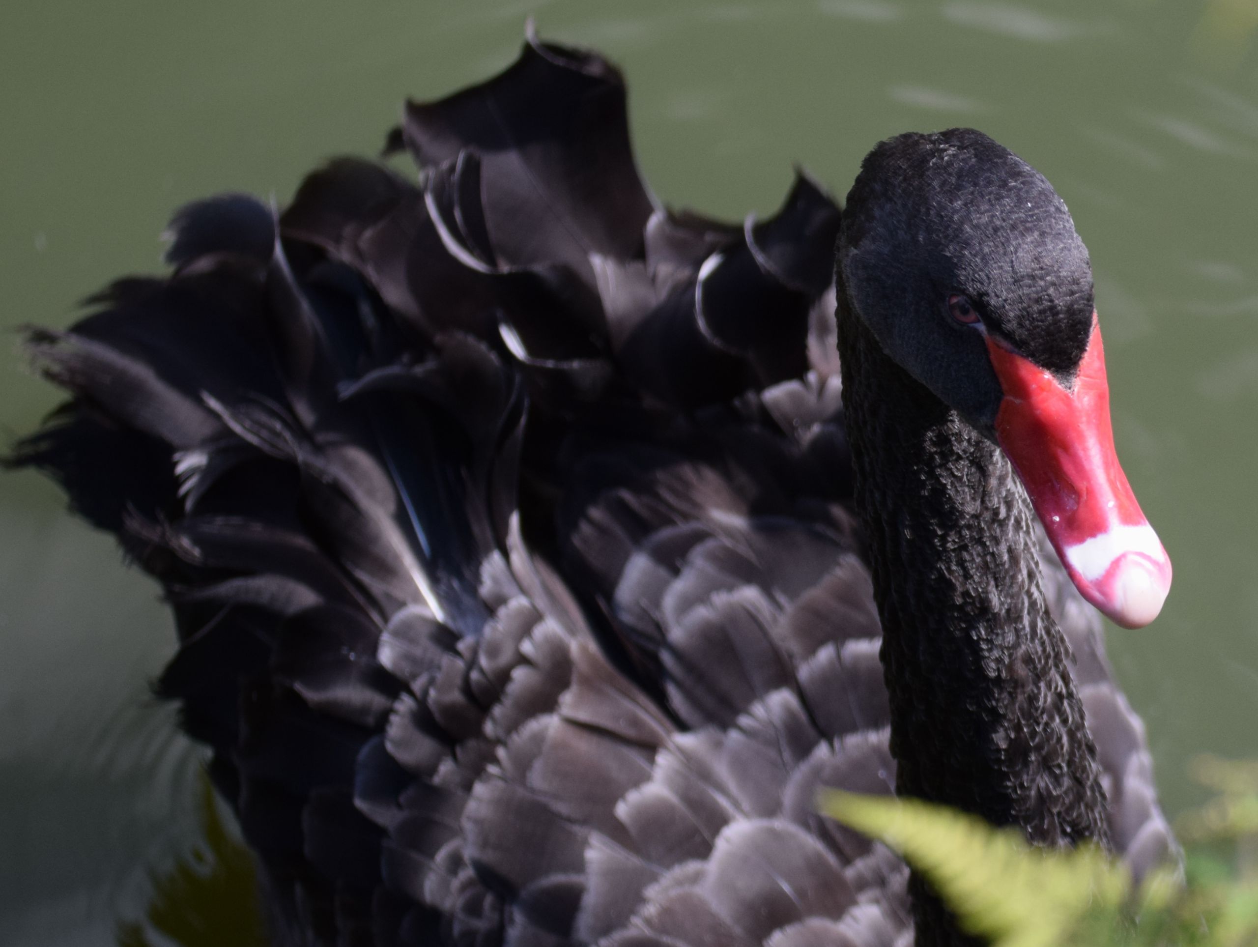 Wallpapers Animals Birds - Swans 