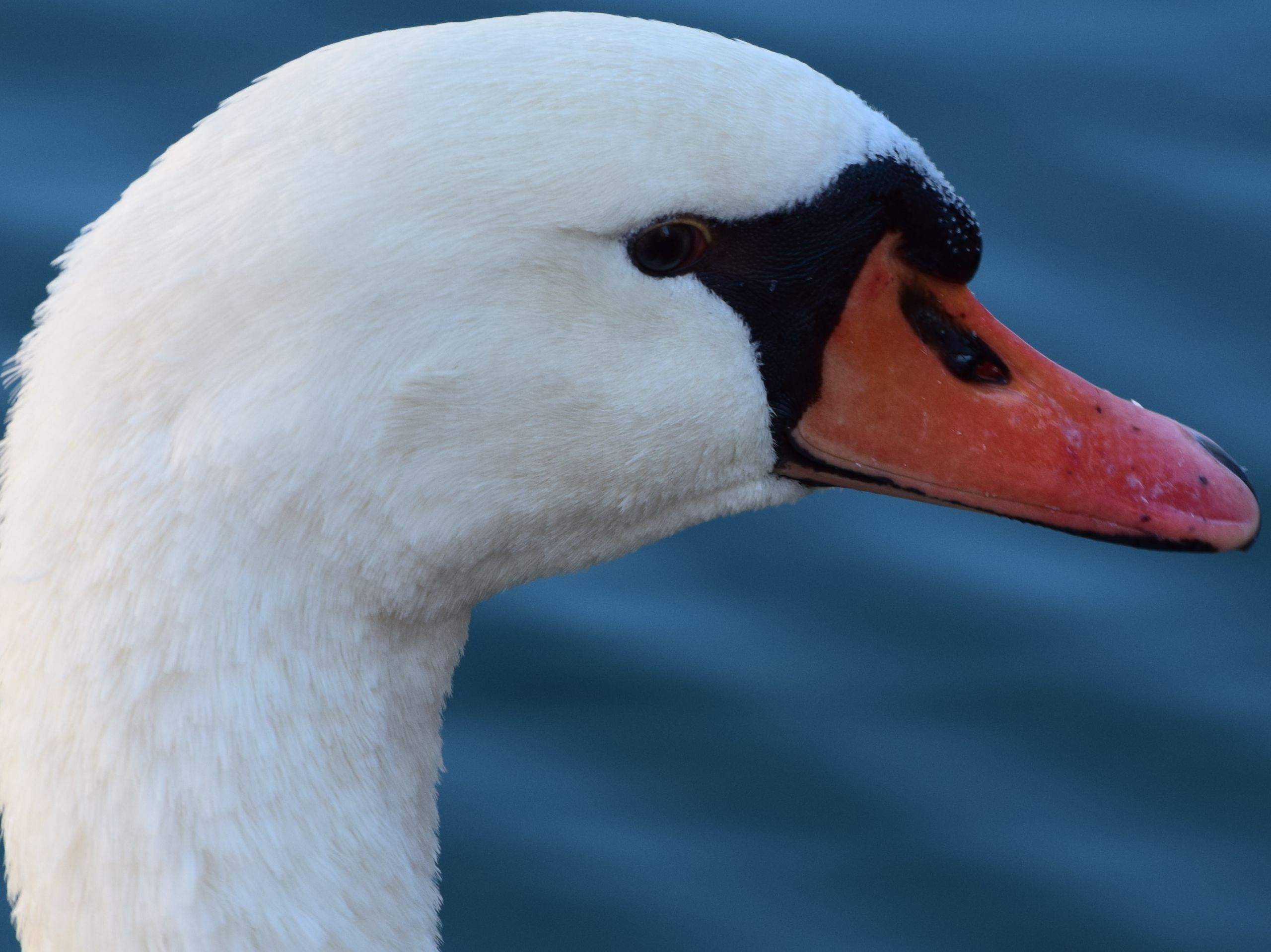 Wallpapers Animals Birds - Swans 