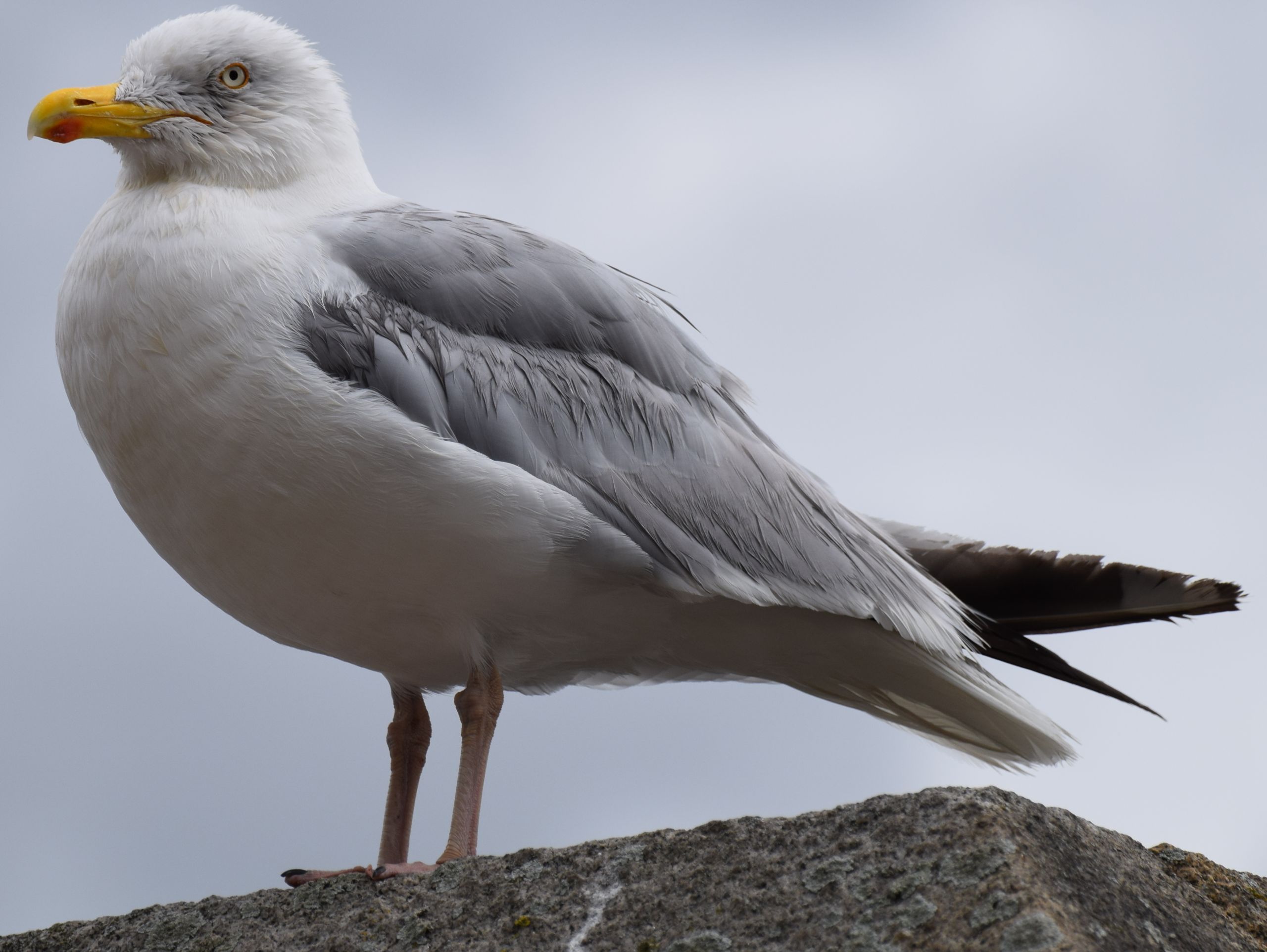 Fonds d'cran Animaux Oiseaux - Mouettes et Golands 