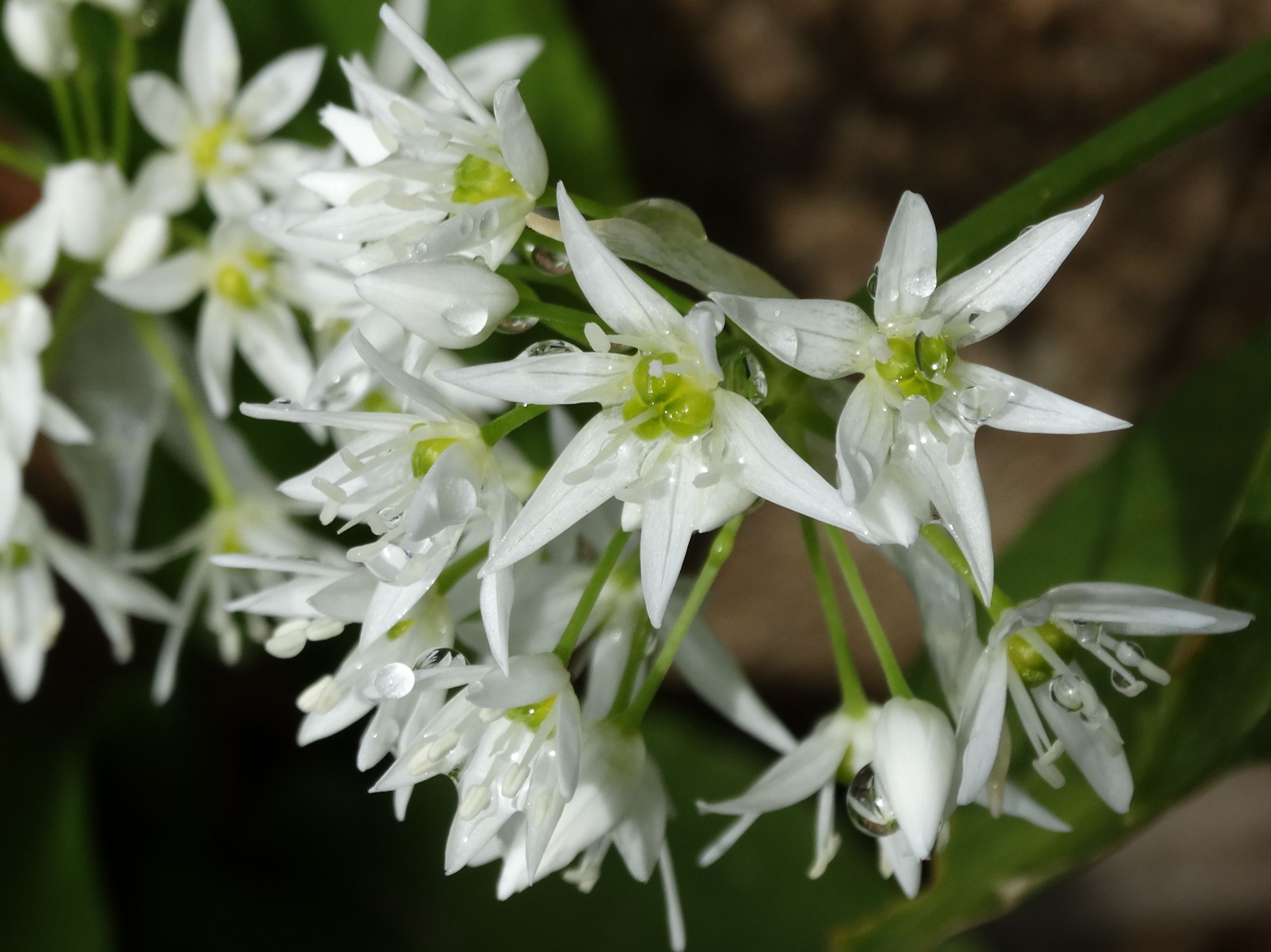 Wallpapers Nature Flowers 