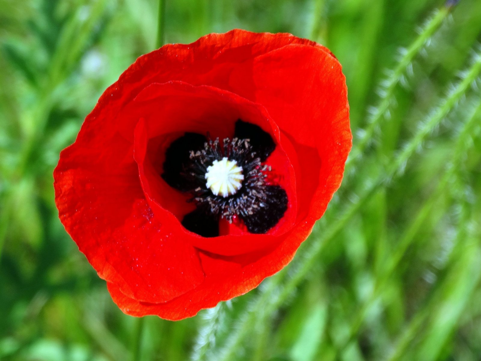 Fonds d'cran Nature Fleurs 