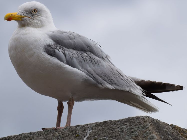 Fonds d'cran Animaux Oiseaux - Mouettes et Golands Wallpaper N399507