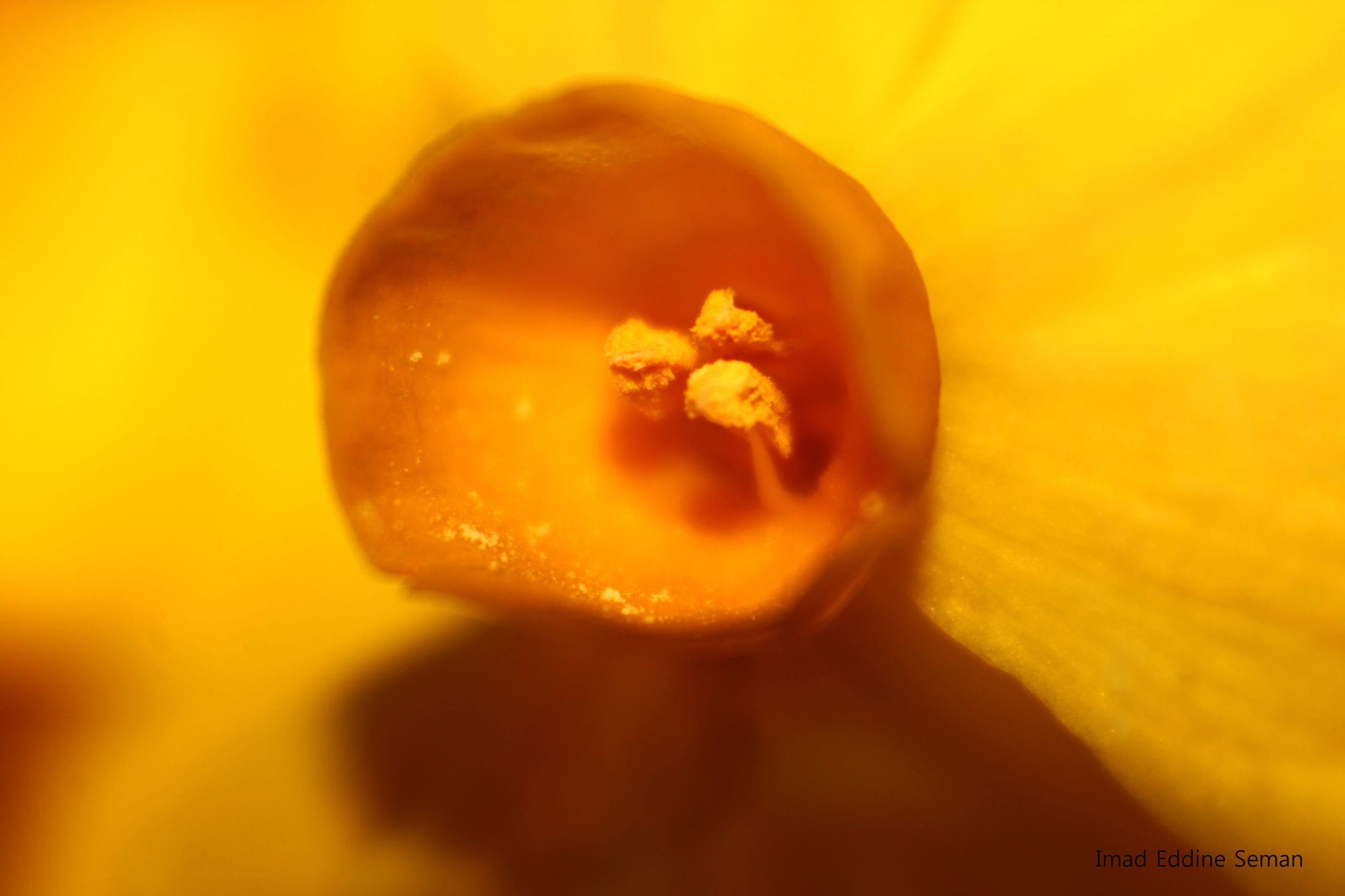 Fonds d'cran Nature Fleurs Flower