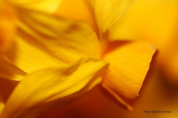 Fonds d'cran Nature Fleurs Flower