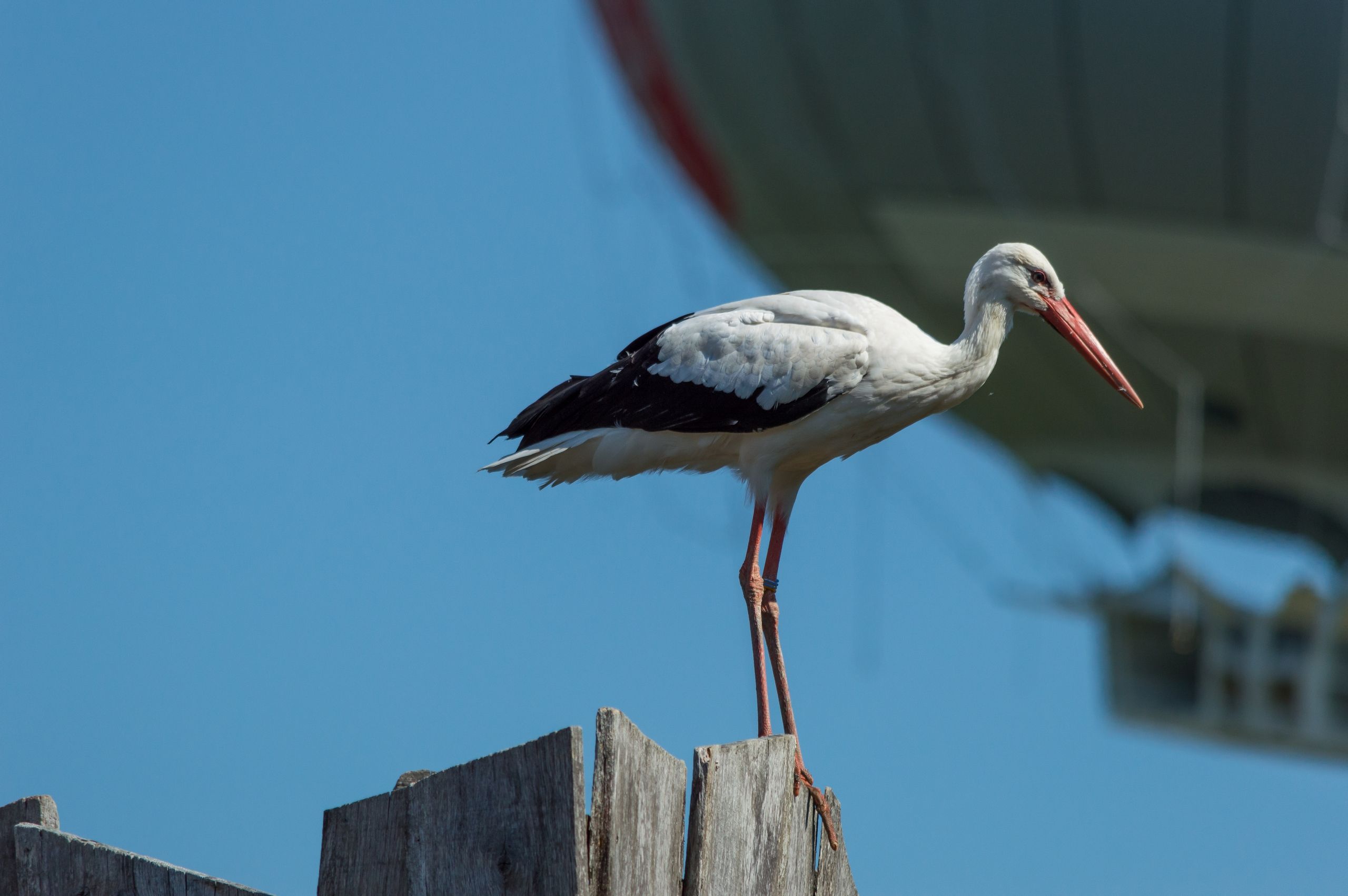 Wallpapers Animals Birds - Storks 