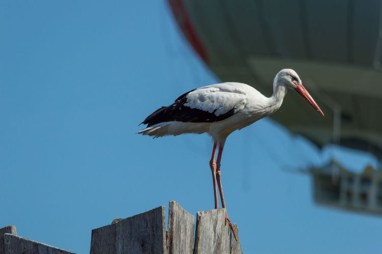 Fonds d'cran Animaux Oiseaux - Cigognes Wallpaper N399619