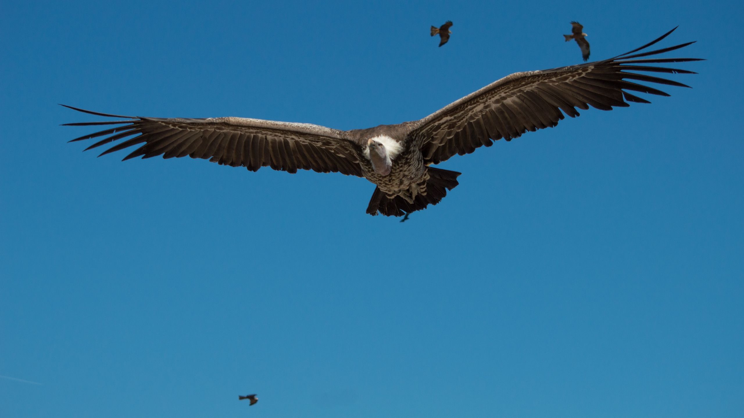 Fonds d'cran Animaux Oiseaux - Rapaces divers 