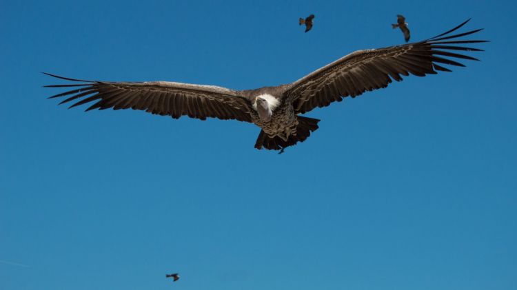 Fonds d'cran Animaux Oiseaux - Rapaces divers Wallpaper N399652