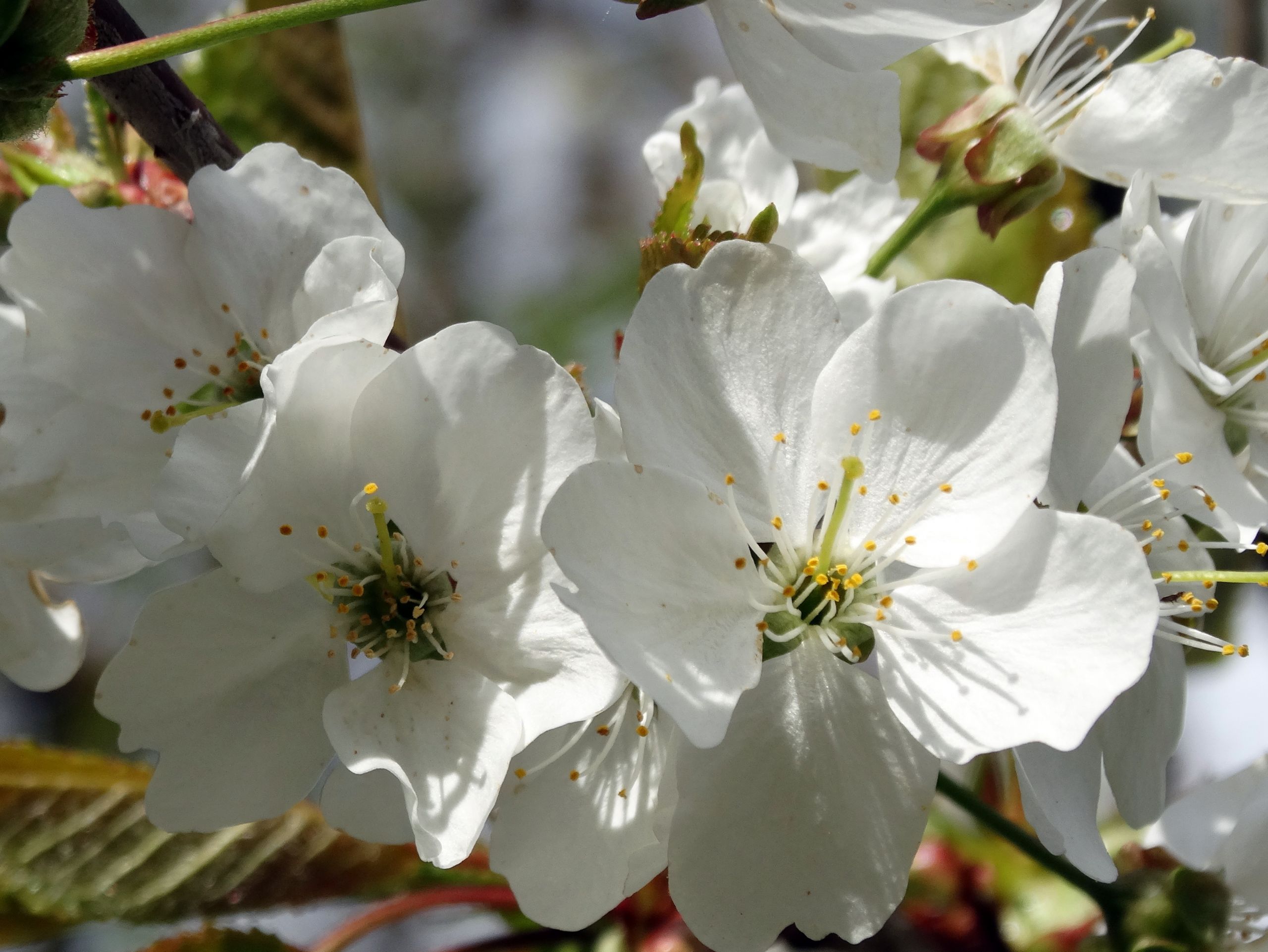 Fonds d'cran Nature Fleurs 