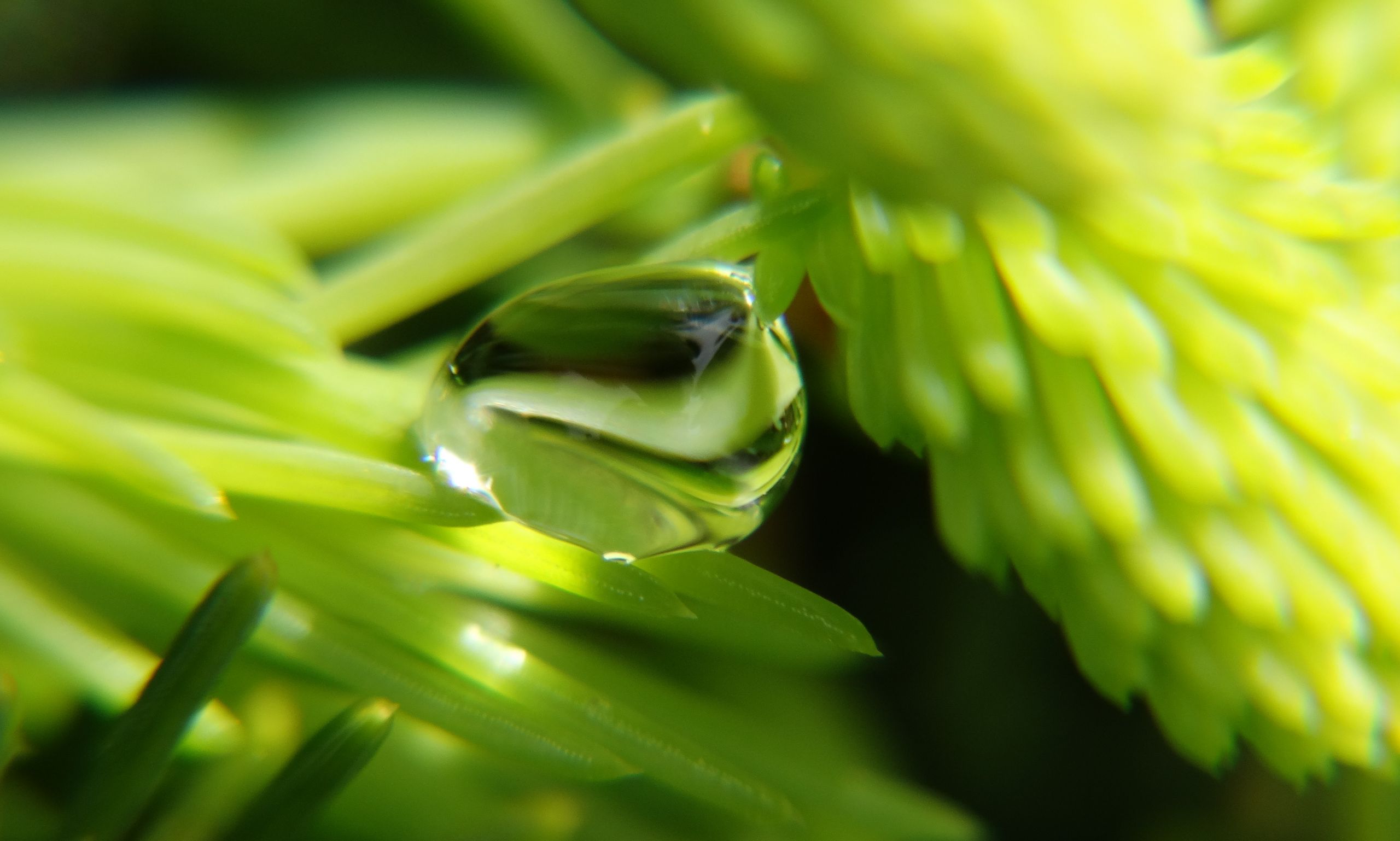 Wallpapers Nature Water - Drops 