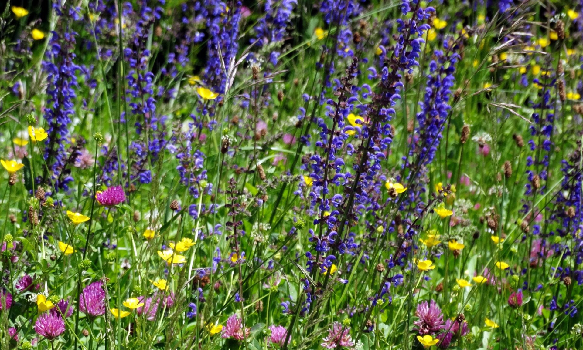 Fonds d'cran Nature Fleurs 