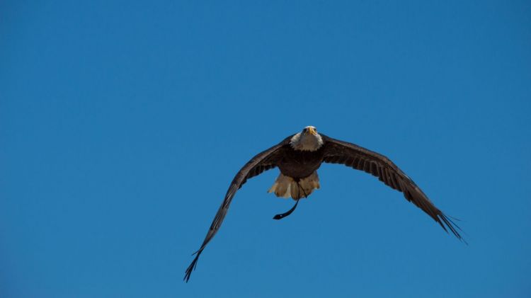 Fonds d'cran Animaux Oiseaux - Rapaces divers Wallpaper N399739