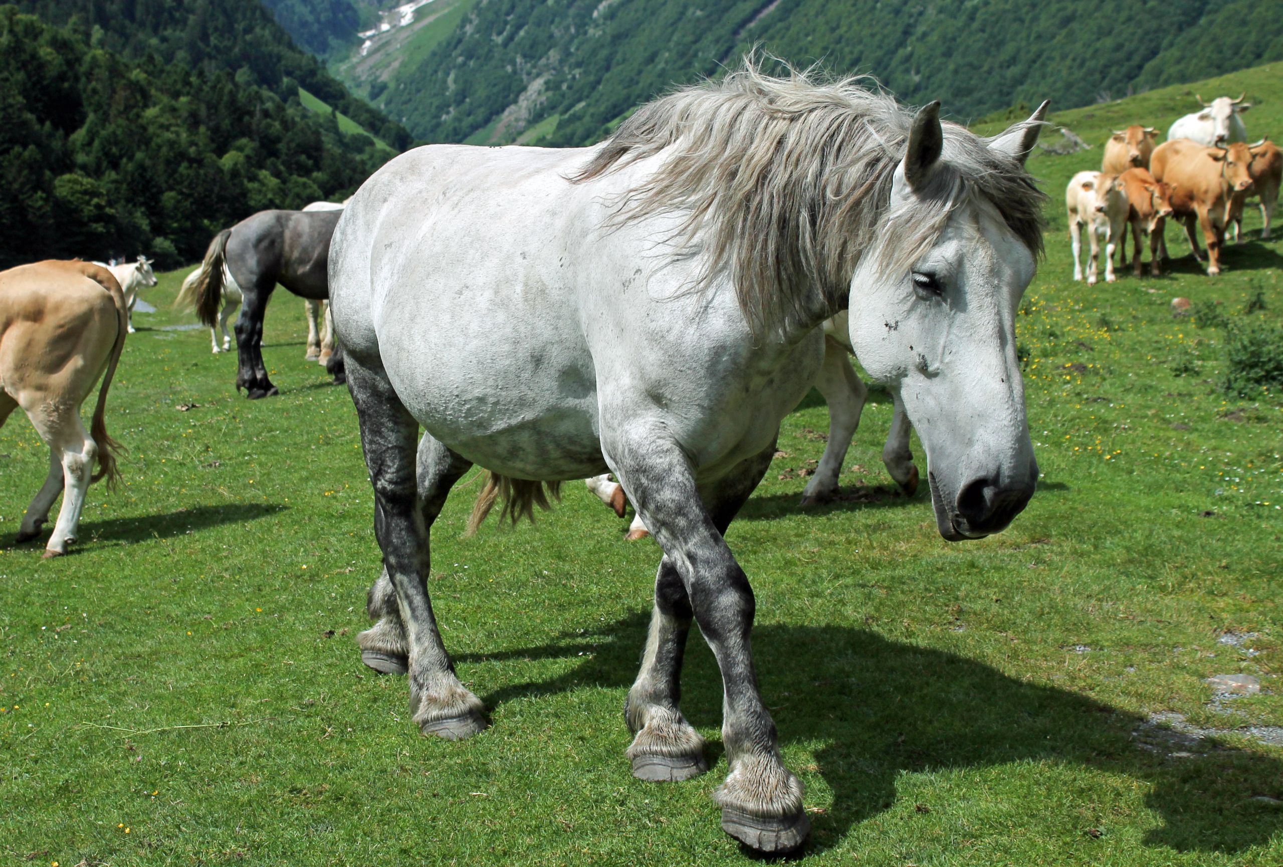 Fonds d'cran Animaux Chevaux 