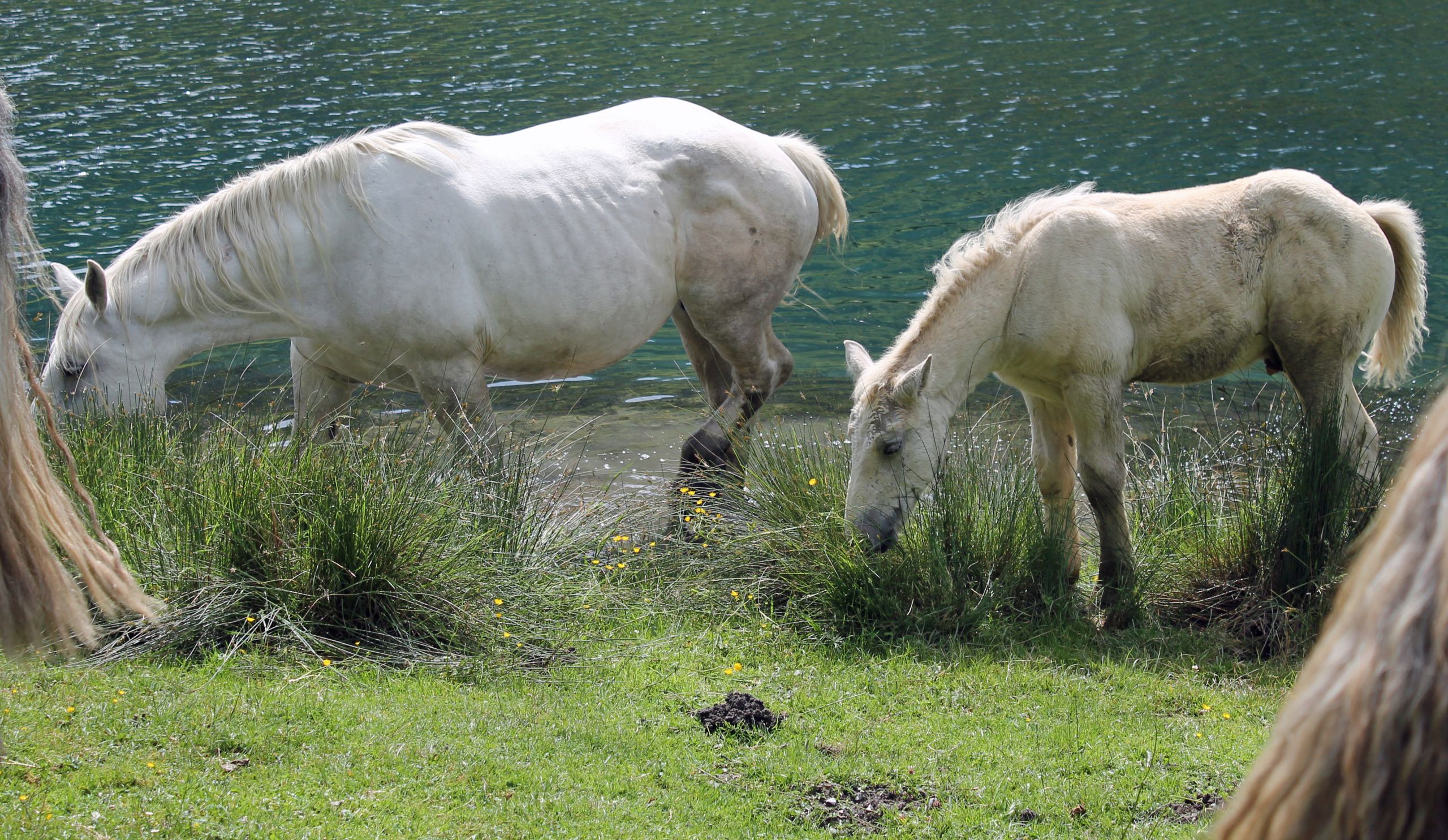 Wallpapers Animals Horses 