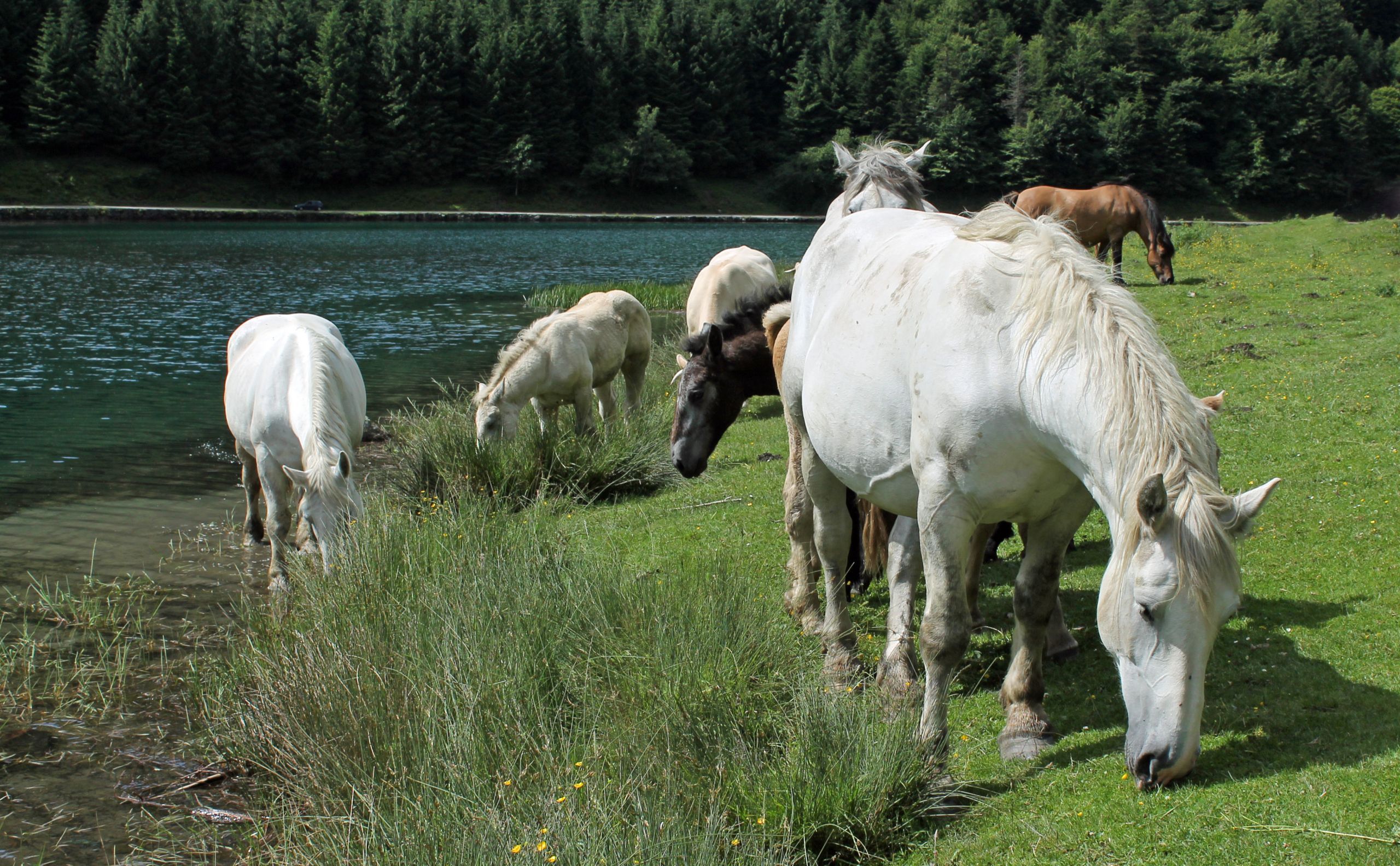 Fonds d'cran Animaux Chevaux 