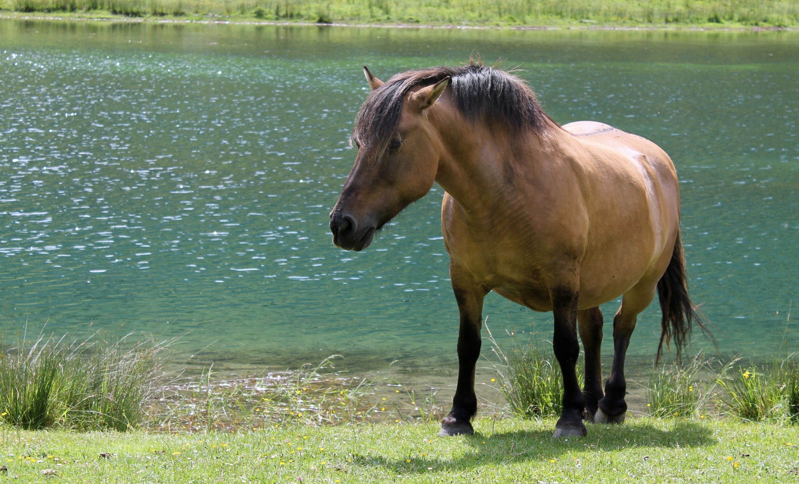 Fonds d'cran Animaux Chevaux 