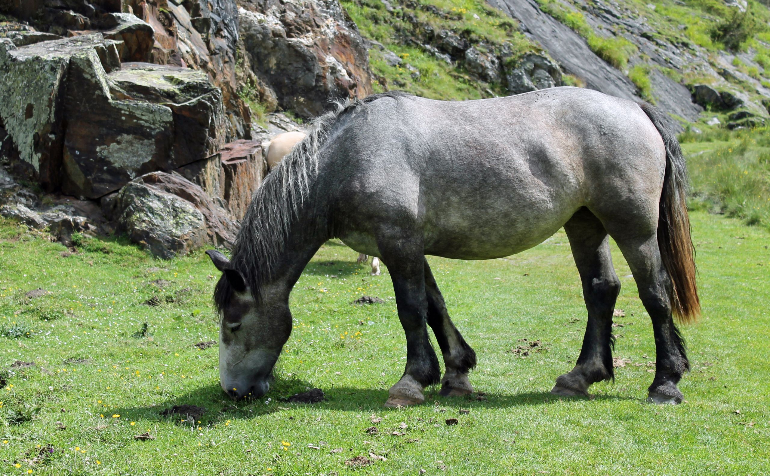 Fonds d'cran Animaux Chevaux 