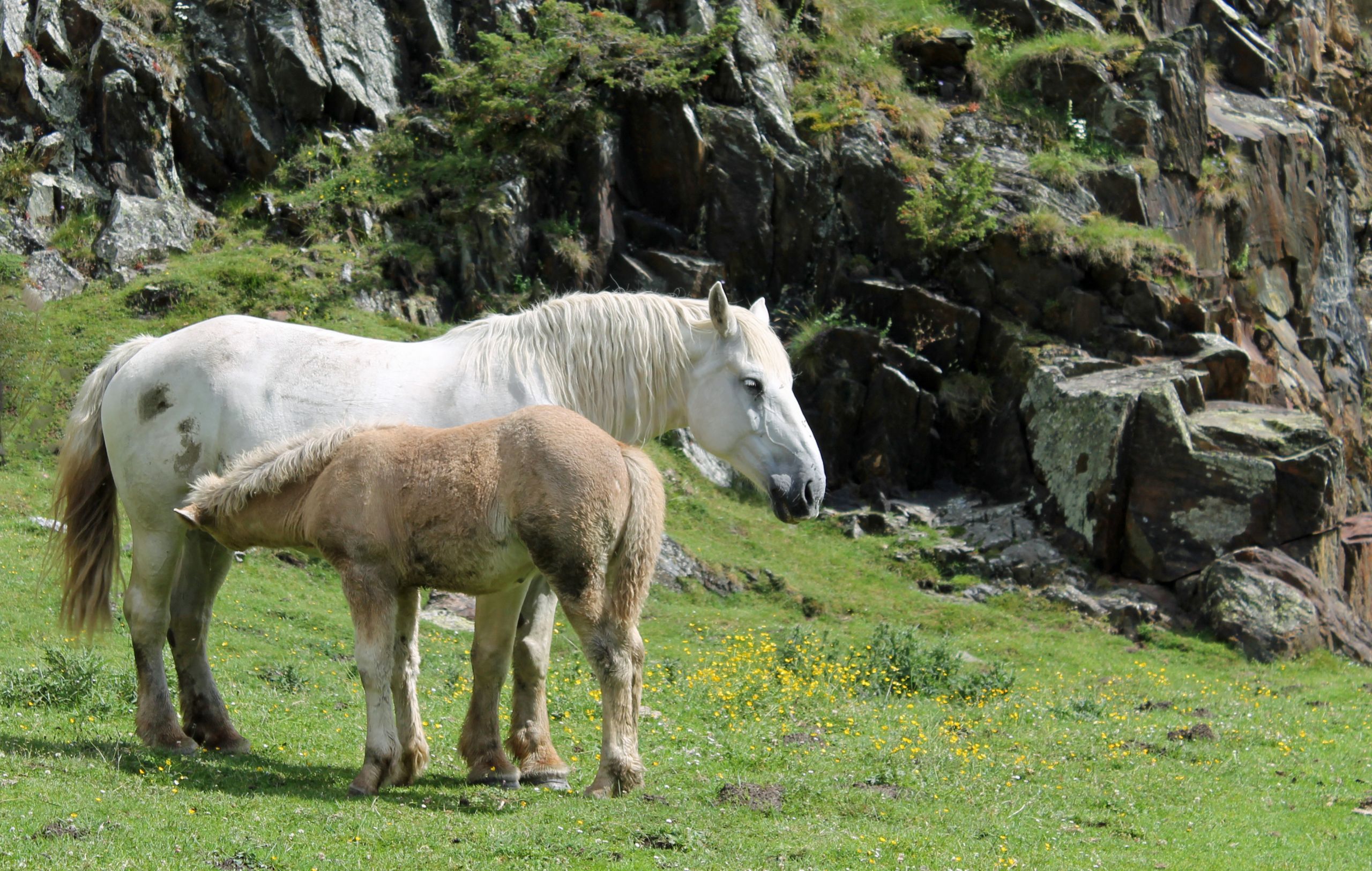 Fonds d'cran Animaux Chevaux 