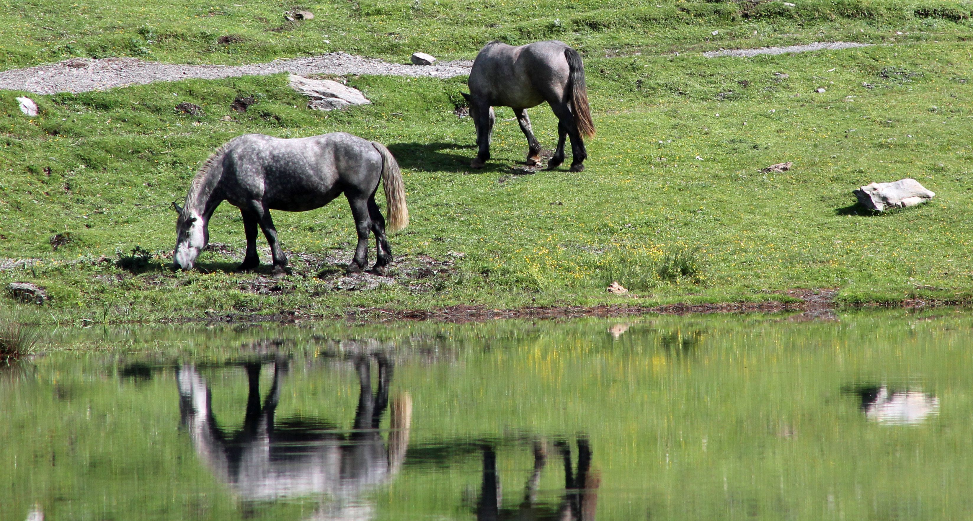 Fonds d'cran Animaux Chevaux 