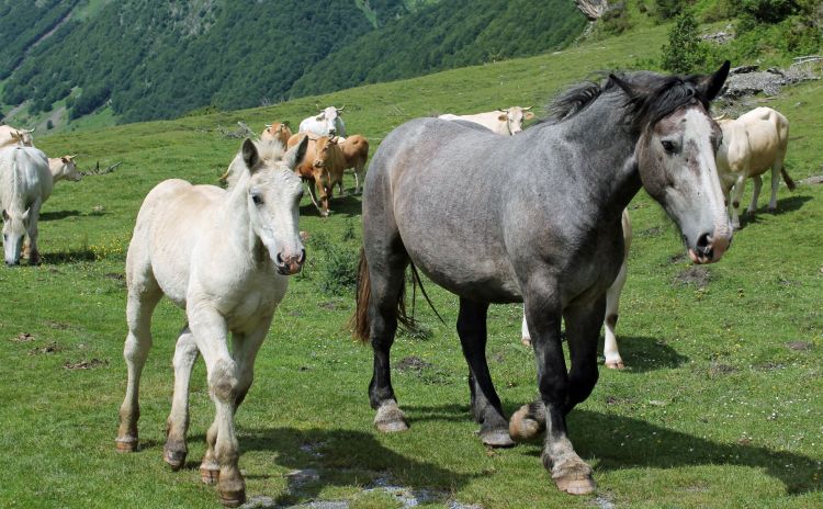 Fonds d'cran Animaux Chevaux Wallpaper N399800