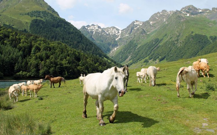 Fonds d'cran Animaux Chevaux Wallpaper N399801