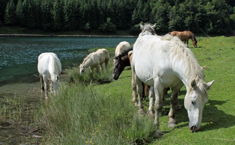 Fonds d'cran Animaux Chevaux Wallpaper N399803