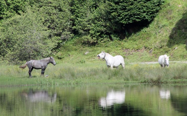 Fonds d'cran Animaux Chevaux Wallpaper N399808