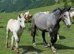  Animaux Image sans titre N399800