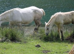  Animaux Image sans titre N399802