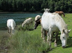  Animaux Image sans titre N399803