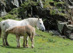  Animaux Image sans titre N399806