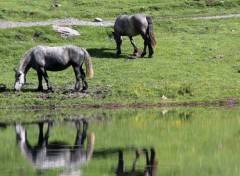  Animaux Image sans titre N399807