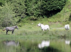  Animaux Image sans titre N399808