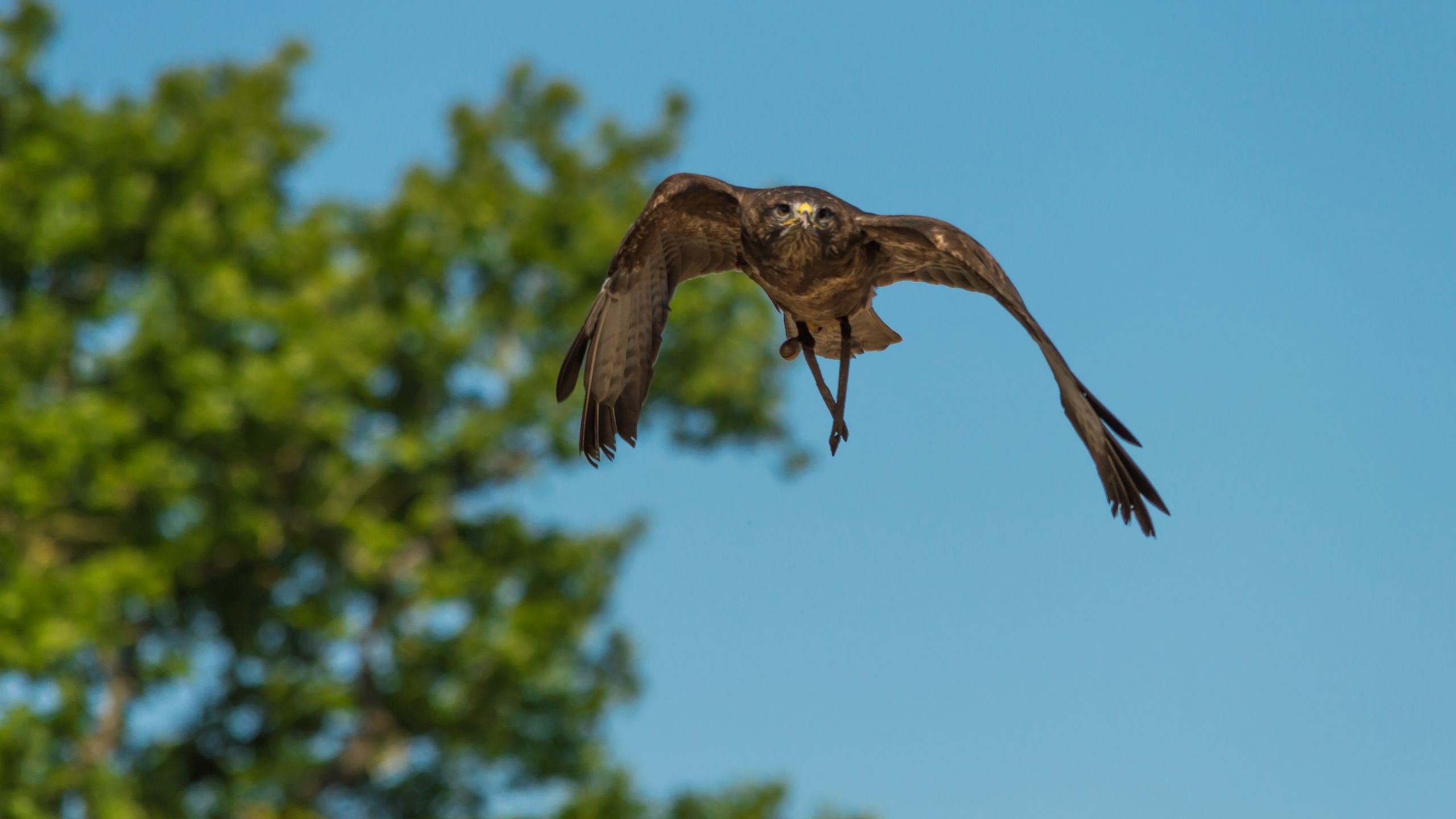 Wallpapers Animals Birds - Raptors 