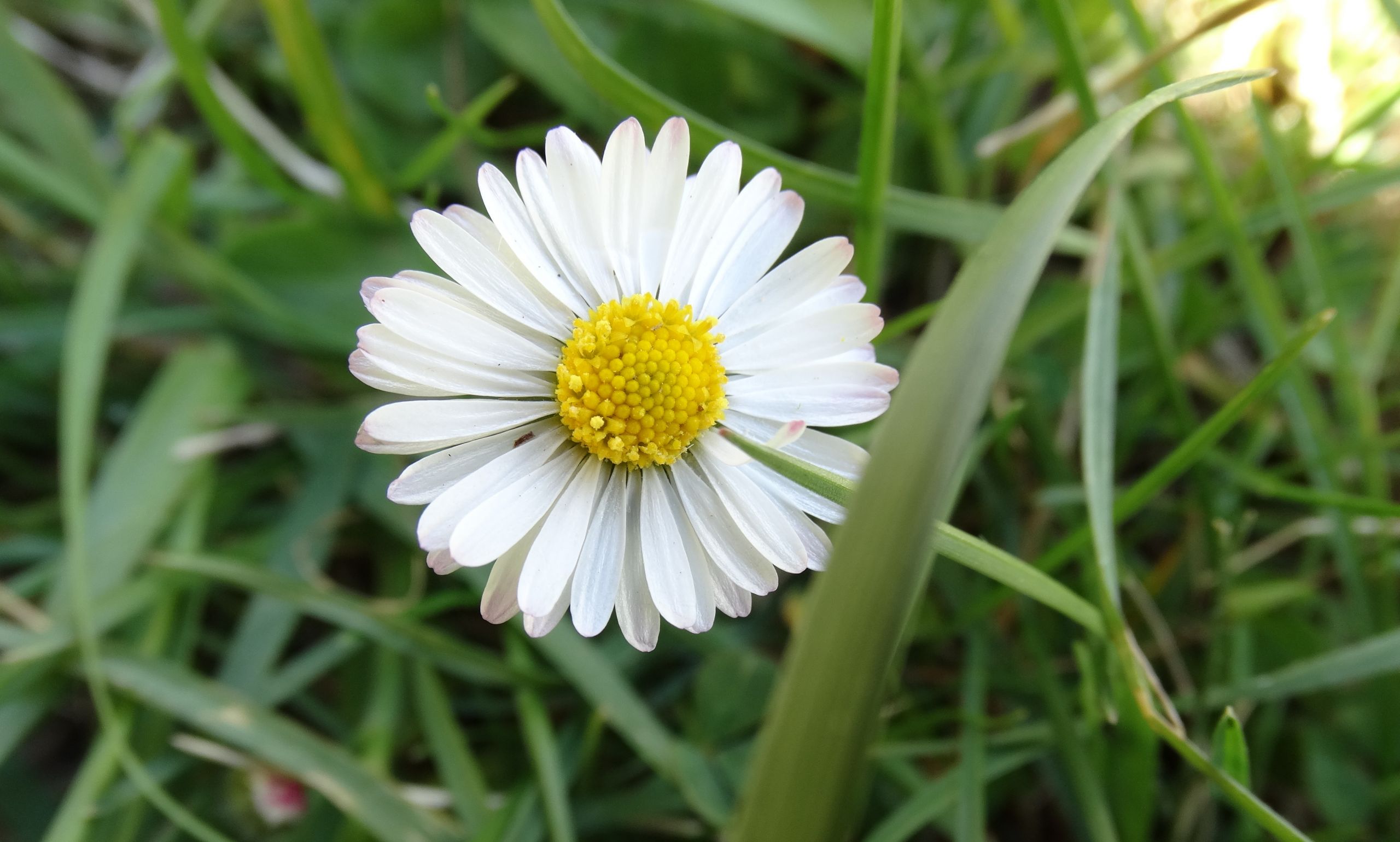 Fonds d'cran Nature Fleurs 