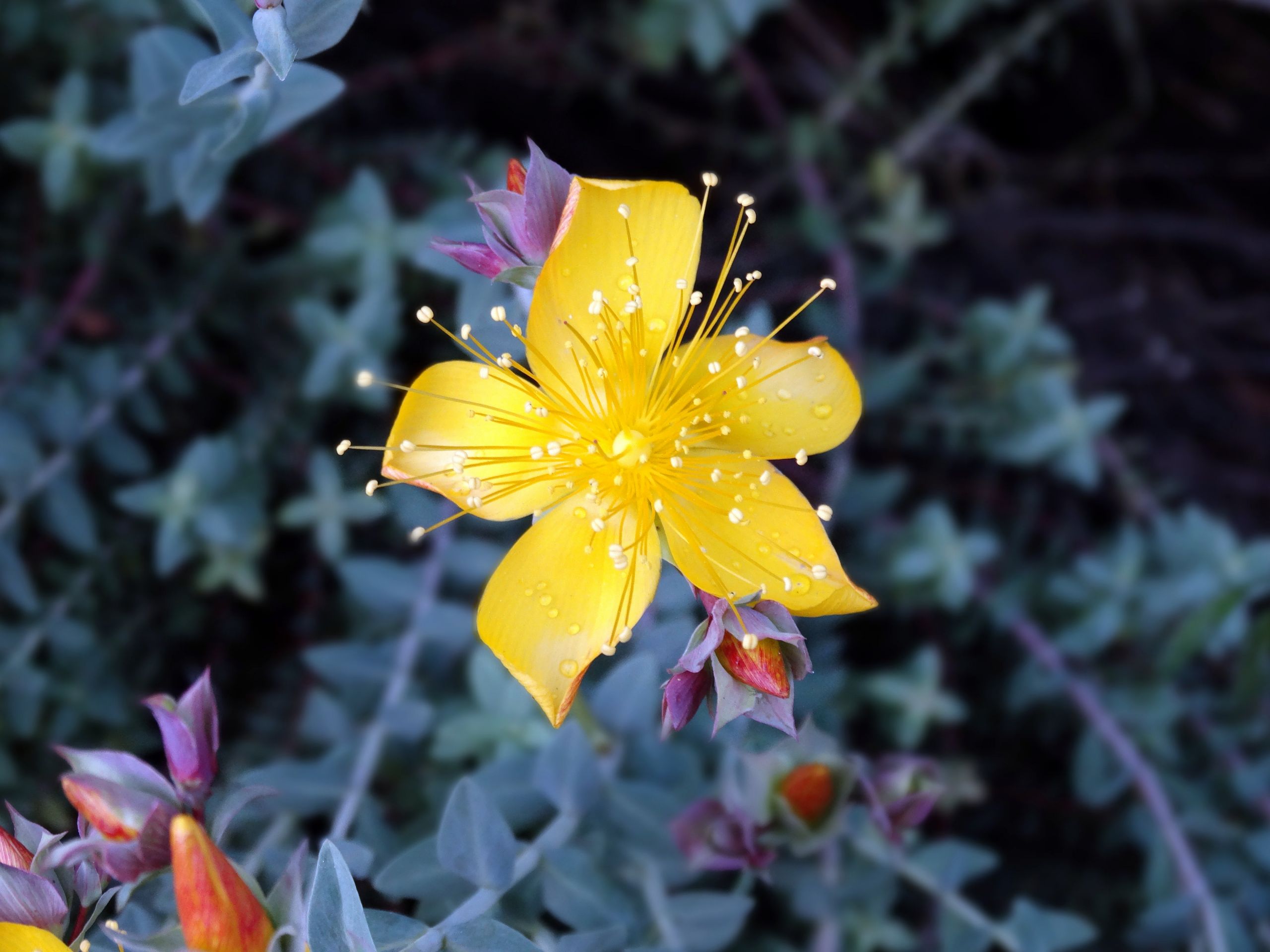 Fonds d'cran Nature Fleurs 