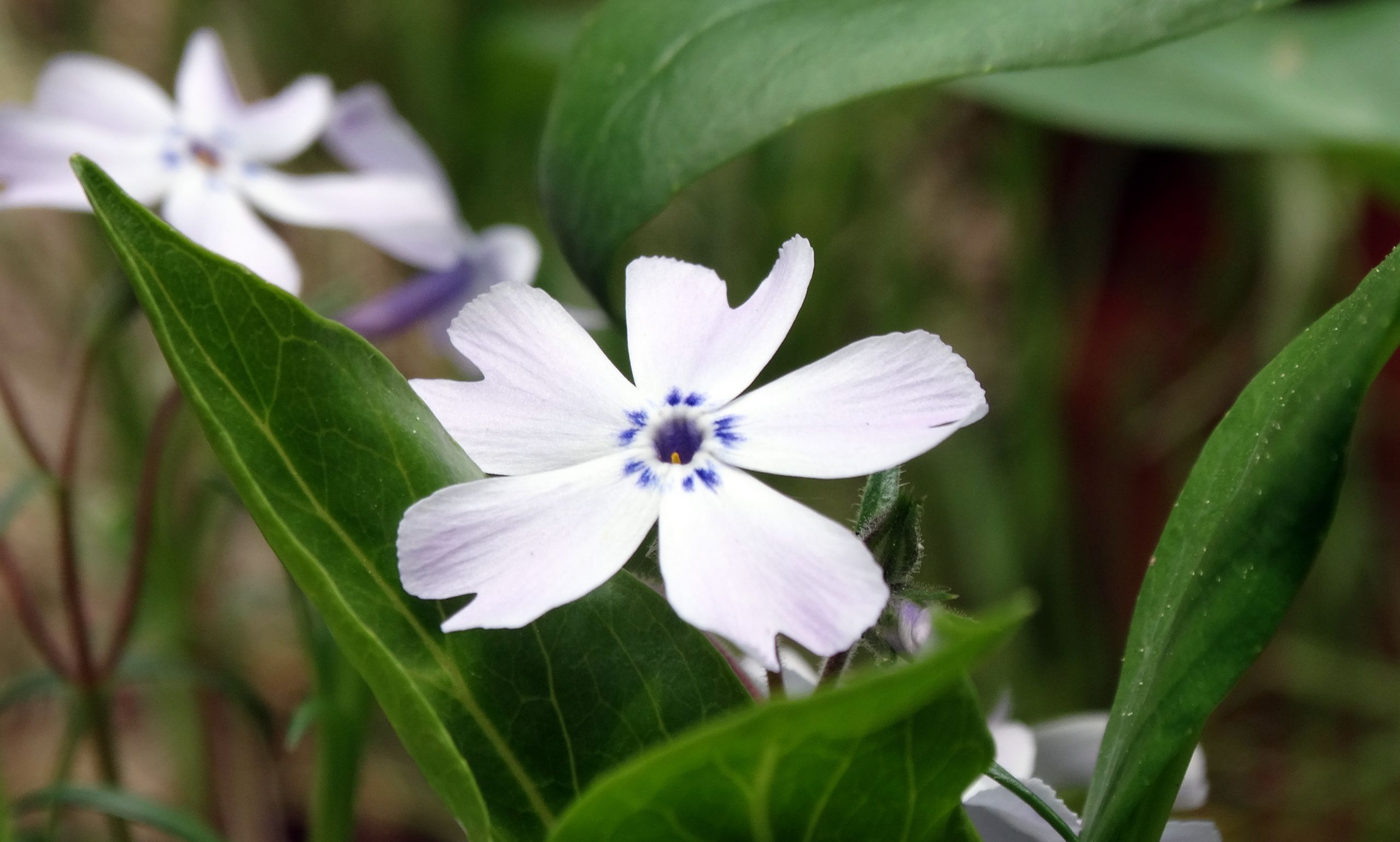 Wallpapers Nature Flowers 