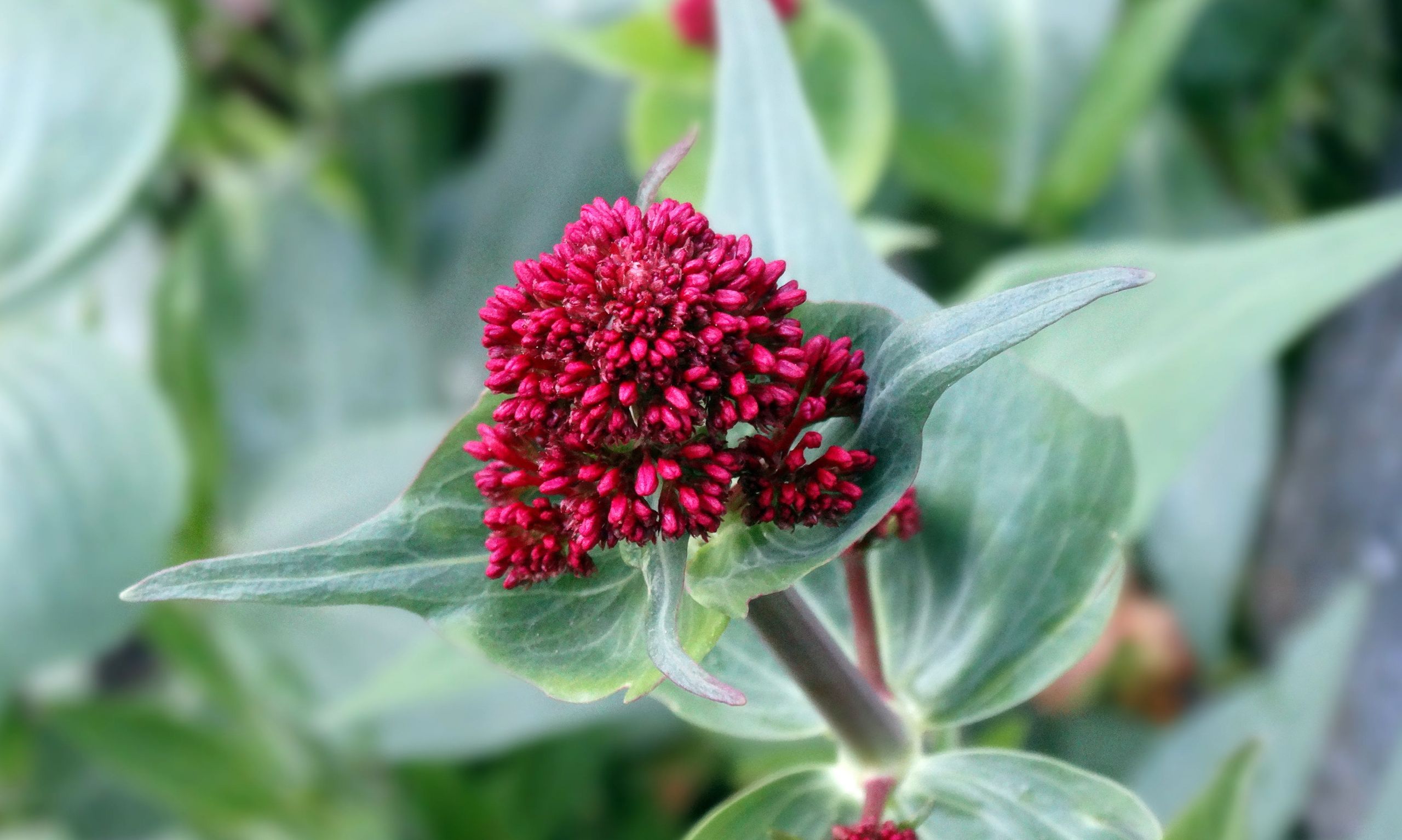 Fonds d'cran Nature Fleurs 