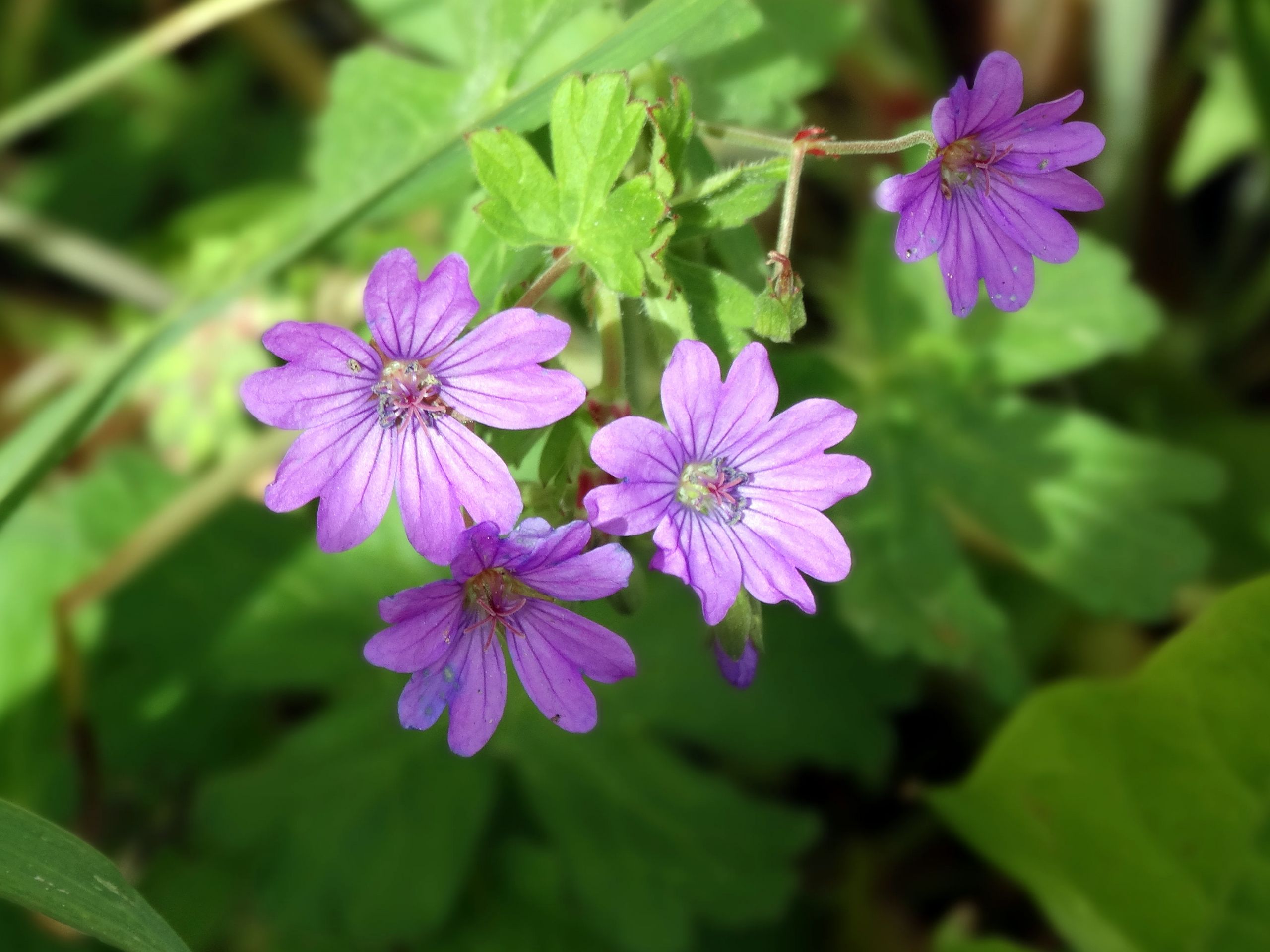 Wallpapers Nature Flowers 