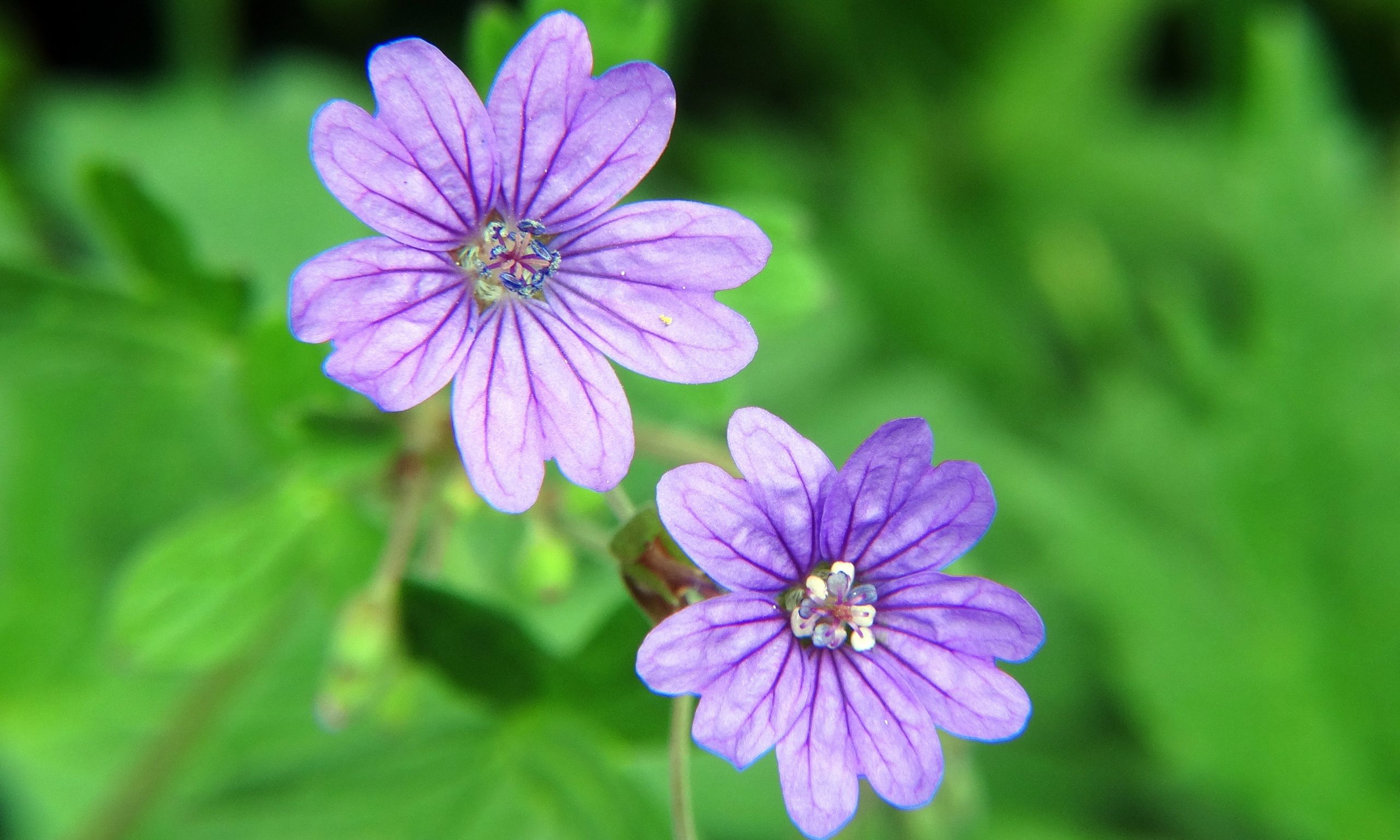 Fonds d'cran Nature Fleurs 