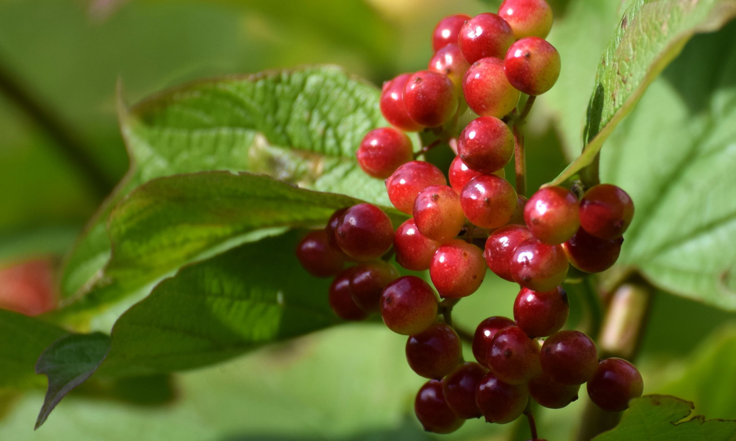 Wallpapers Nature Fruits 