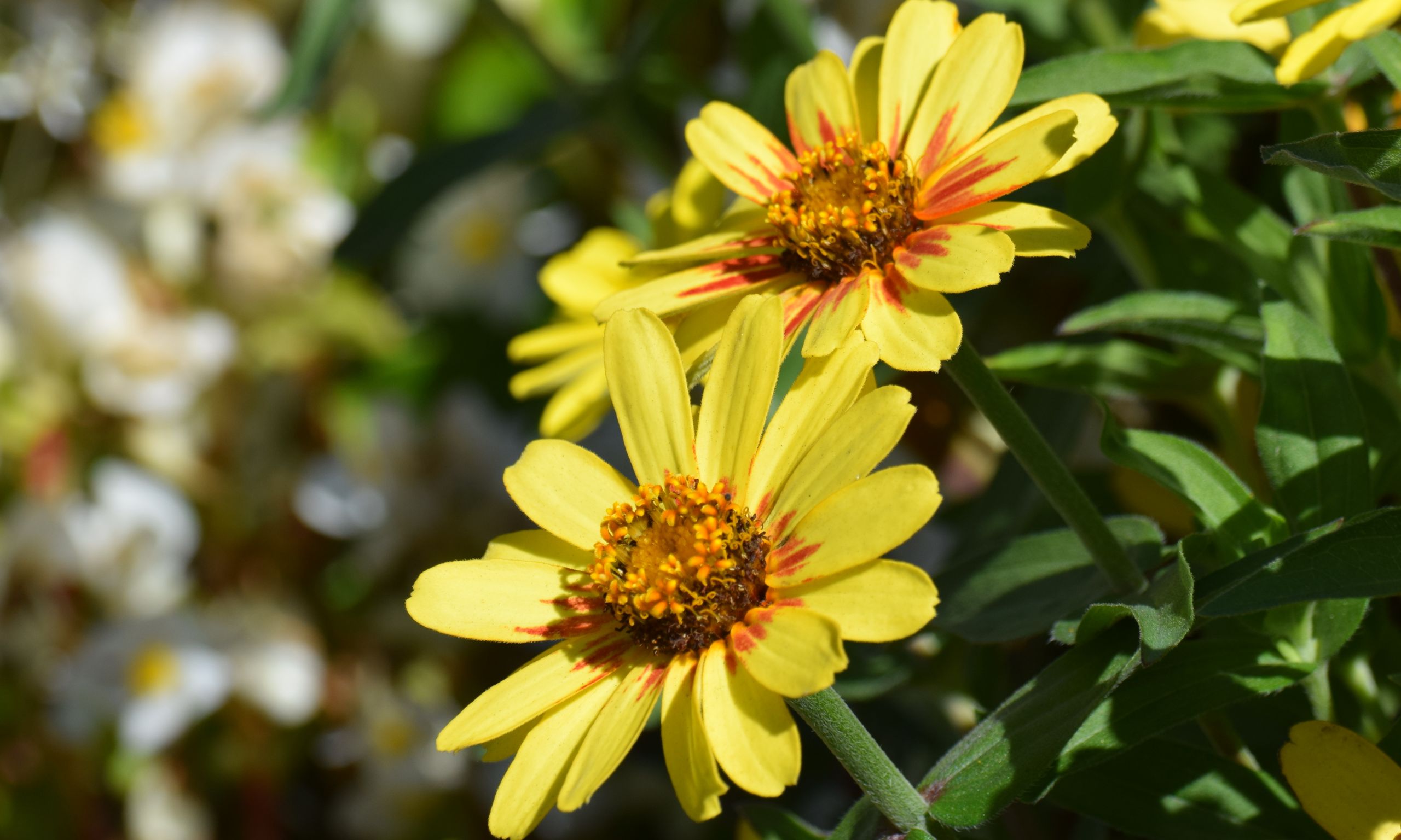 Fonds d'cran Nature Fleurs 